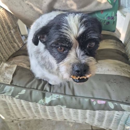 Mutley