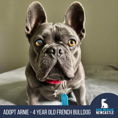 Arnie - 4 Year Old French Bulldog