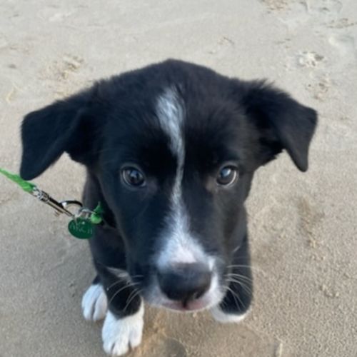 Koa