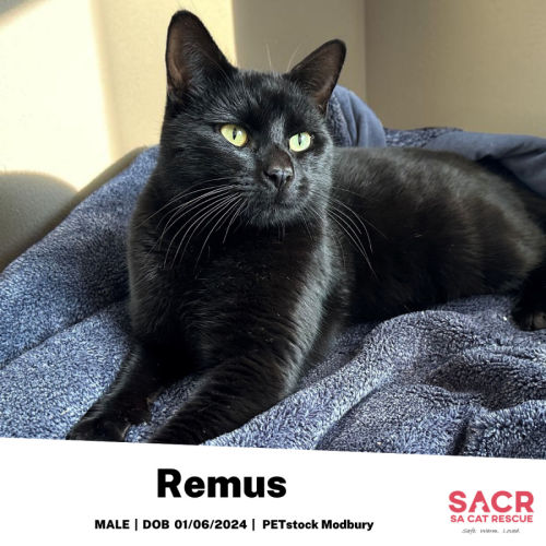 Remus