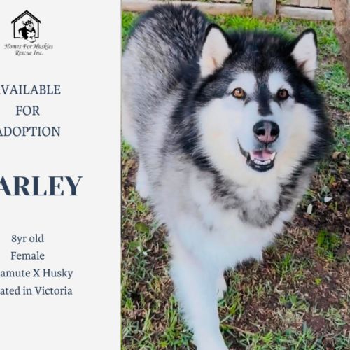 Harley