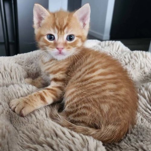 Ember