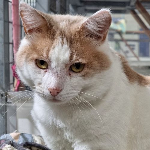 Harvey
