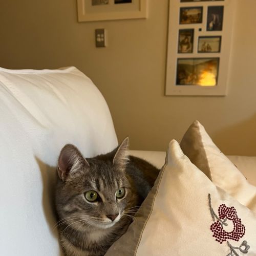 Gracie