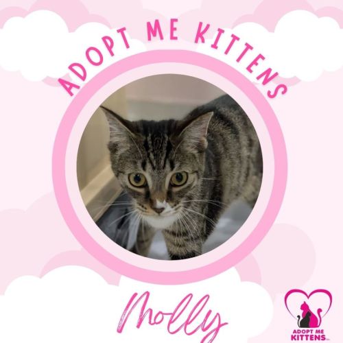 Molly 2