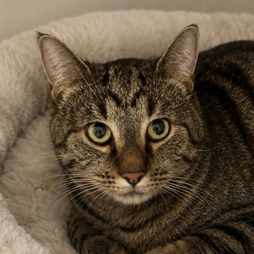 Otis