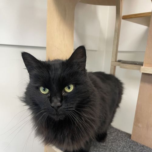 Bella( Bonded To Cleo)