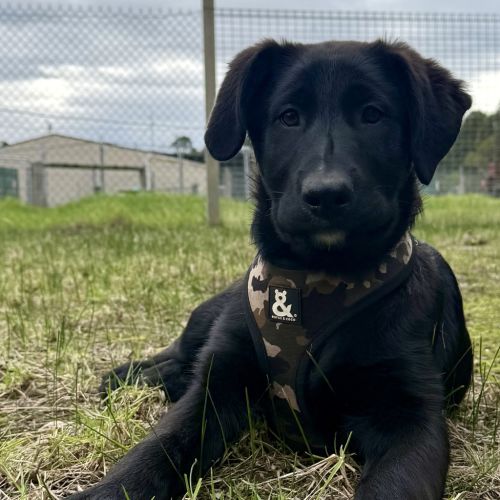 Ares