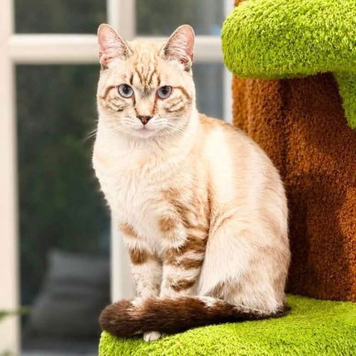 14262 - Hugo