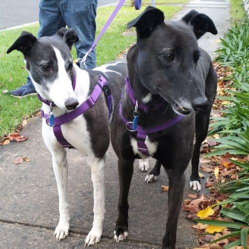 Heidi & Tuppence