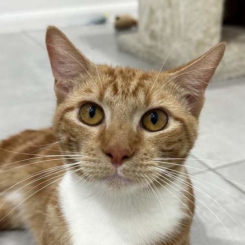 Garfield