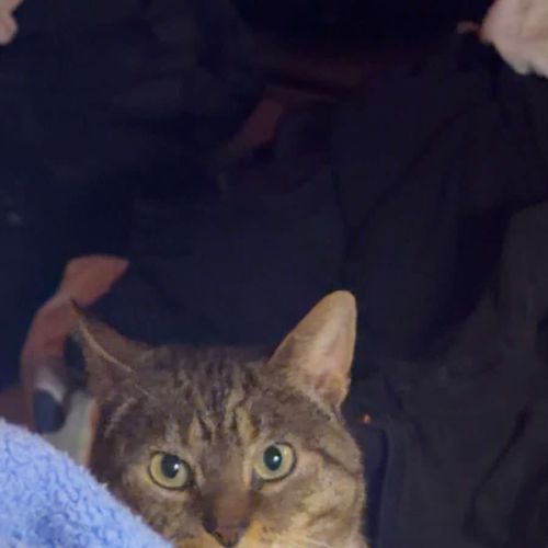 Tom