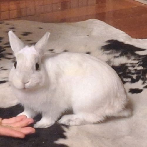 Albus