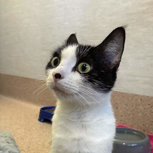 Penni