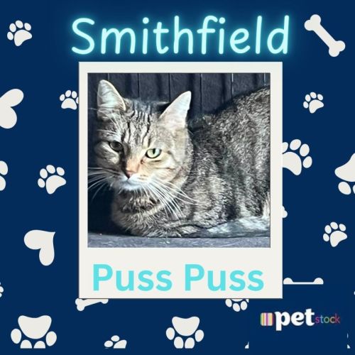 Puss Puss