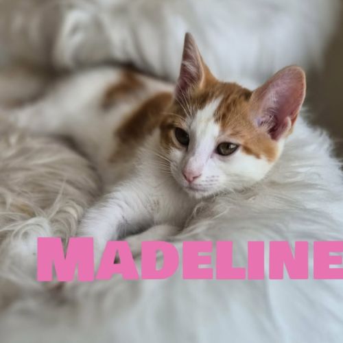 Madeline