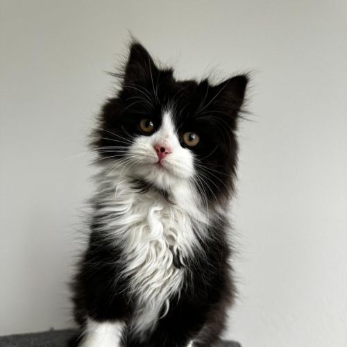 Esme