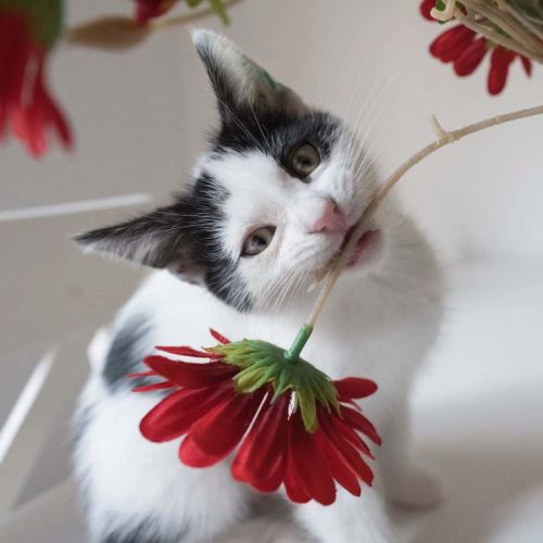 Daisy