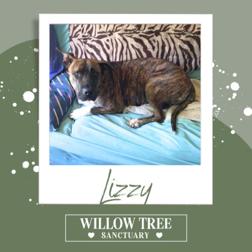 Lizzy