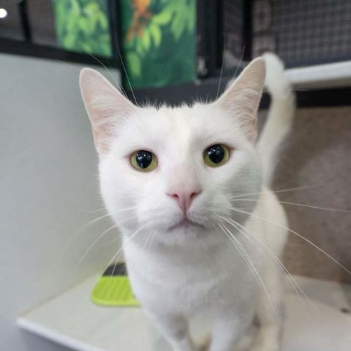 Tom