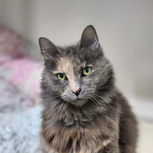 💞 Tilly 6927 💞