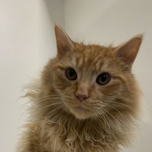 Tom