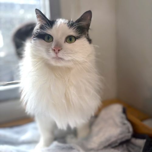 Saskia