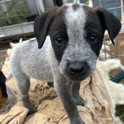 Milo