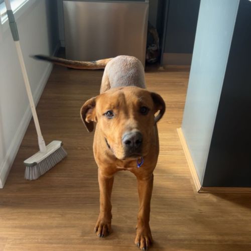 Tank - 11 Month Old Mastiff X