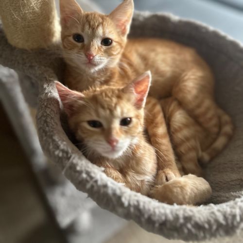 Maple and Honey