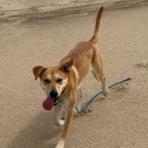 Kelly - 15 Month Old Ridgeback X