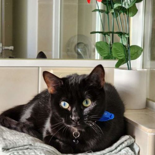 Maya