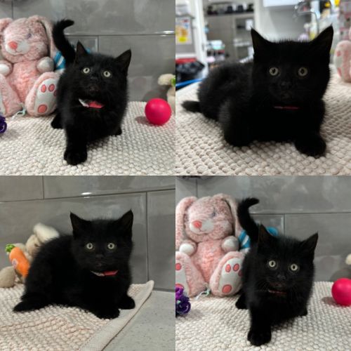 Pedro