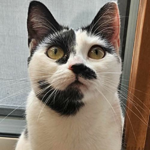Oreo