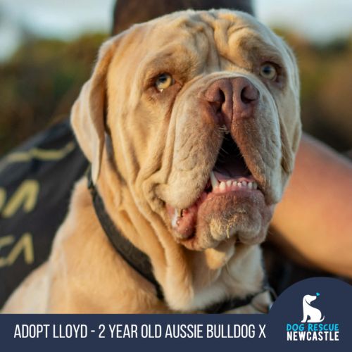 Lloyd - 2 Year Old Aussie Bulldog X