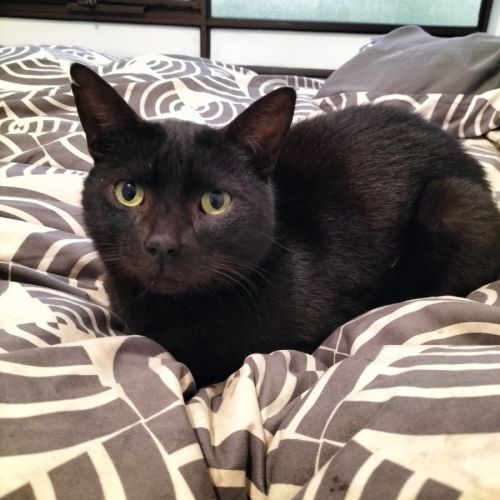 Bagheera