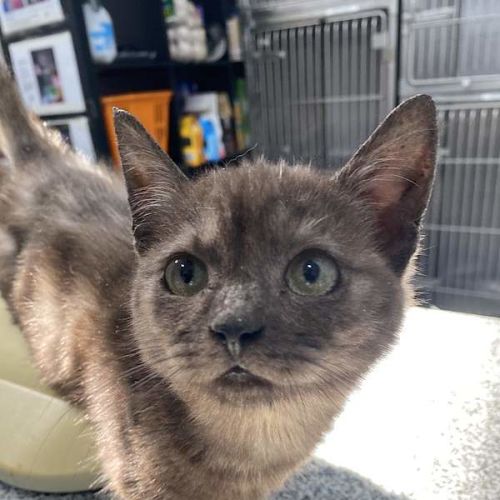 Smudge