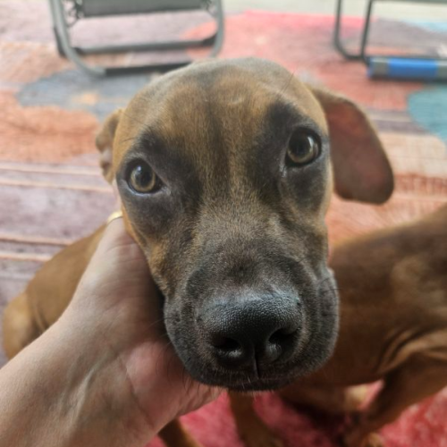 Honey