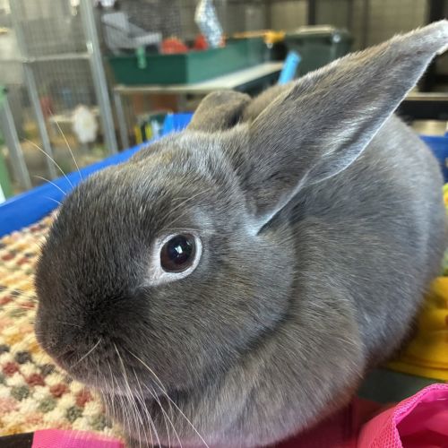 Mao Mao (bonded With Tofu)