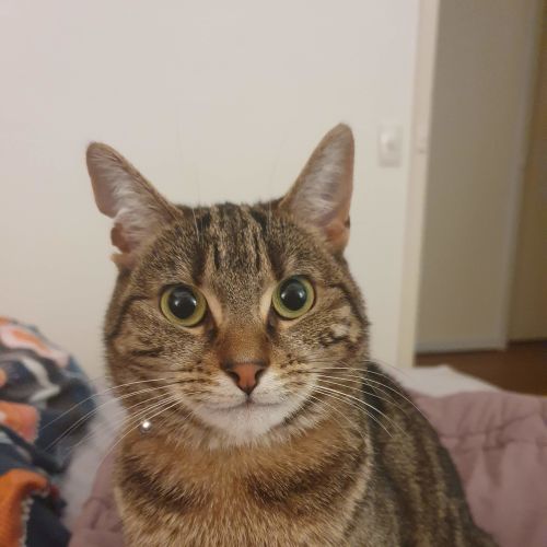 Dee
