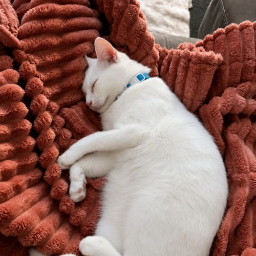 Indigo