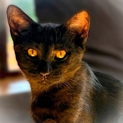 Elphaba