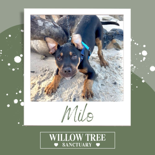 Milo