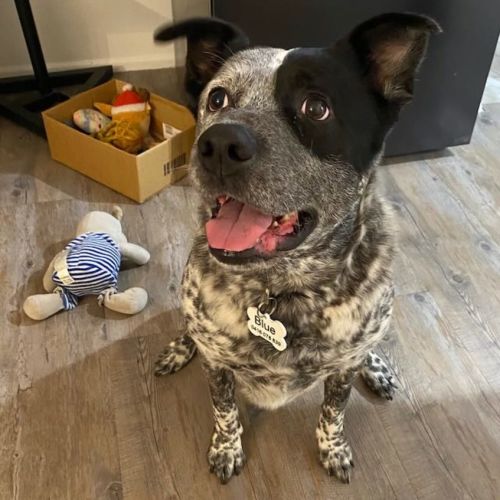 Bluey