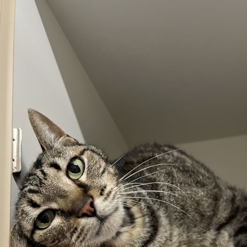Toby