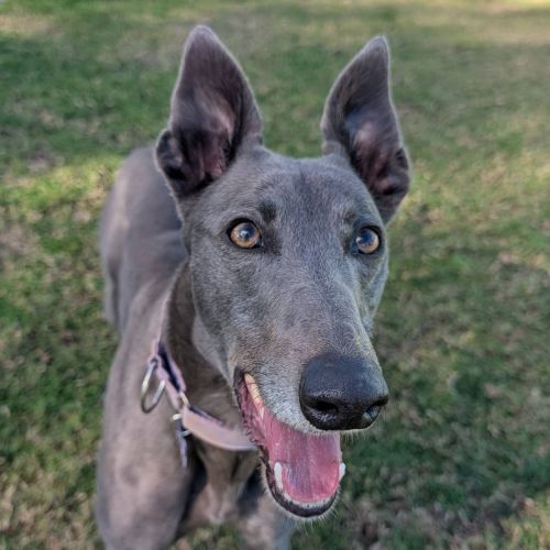 Nirvana The Greyhound