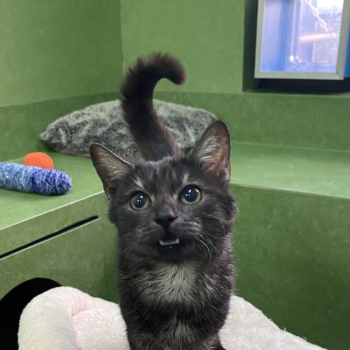 Midnight (bonded With Stripe)