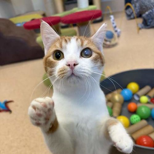Baby Gingy