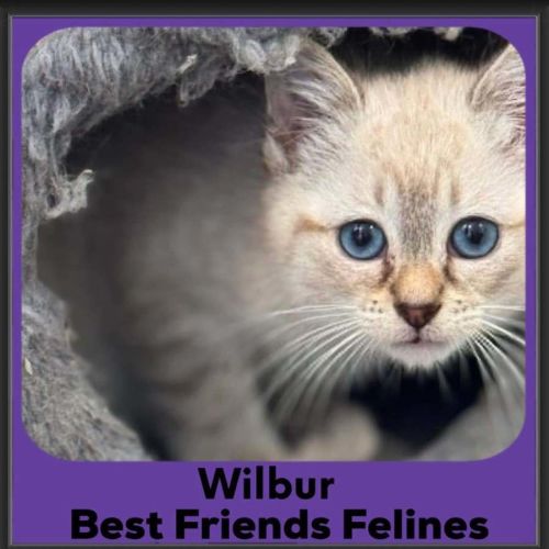 Wilbur 