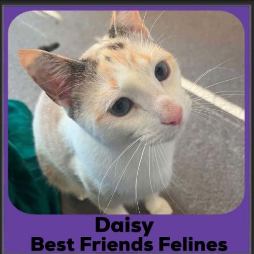 Daisy 